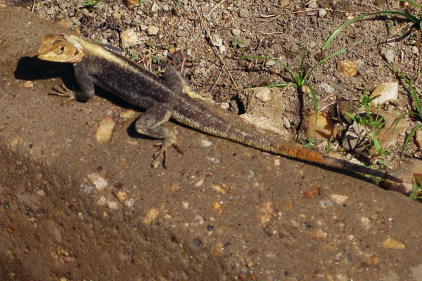 Agama lizard in Juba, South Sudan
